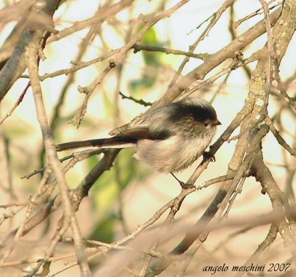 Codibugnolo - Aegithalos caudatus